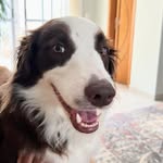 Julieta - @julieta_border_collie - Instagram