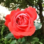 Julie - @juliethames2021 - Instagram