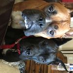 Julie Trimble - @max.diesel.boxers - Instagram