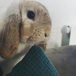 Julie Viger - @alvinnboiteamignonnerie - Instagram