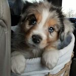 Julie Weimer - @jwaussies - Instagram