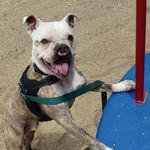 Julie Westphal - @awesomepawsdogtraining - Instagram