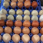 Julie Nicholls - @julie_windswept.farm - Instagram