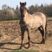 Julien Dion - Facebook