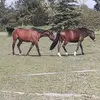 juliendion96 - @juliendion96 - TikTok