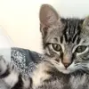 Julien Vincent - @thecookiecat0 - TikTok
