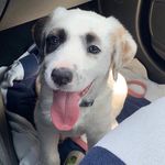 Juliet Brennan & Avery Vafa - @positivepawsesd - Instagram