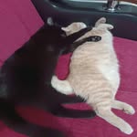 (Juliet) White and Black (RoMeo) - @juliet_ve_romeoo - Instagram