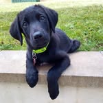 Julie Bowden - @travels.with_tom - Instagram