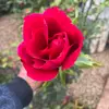 Juliet collins - @solesito749 - TikTok