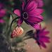 Juliet Cramer - Facebook