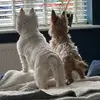 Juliet Edwards - @juliet.edwards1 - TikTok