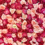 Julie Forrest - @legersenfleurs - Instagram