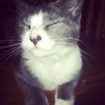 Juliet Gordon-Levitt - @julietthekitten - Instagram