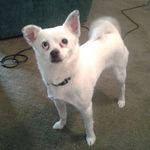 Juliet Alice Harmon - @jewels_the_pomchi - Instagram