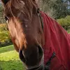 Julie Harrison - @julieharrison37 - TikTok