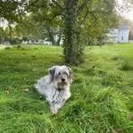 Juliet Klein - @princesspickles_andthepets - Instagram