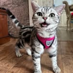 Juliet🐾 - @juliet__moore_ - Instagram