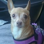 juliet page - @zoeysmom66 - Instagram
