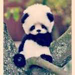Juliet Walters - @juju_panda_freak - Instagram