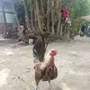 Julio Collado - @julio.collado75 - TikTok