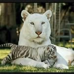 Julio Liceas Mendez - @julioliceasmendezg - Instagram