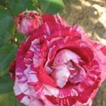 Julio Rose - @julio_rose - Instagram
