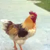 Julio Sequeira - @juliosequeira5 - TikTok