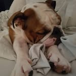 Julissa Borbon - @tipsythelabulldog - Instagram