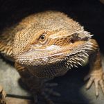 Amber The Beardie - @amber_alex_julius_beardies - Instagram