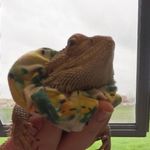 🥰julius🥰 - @julius.da.beardie - Instagram