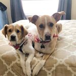 Julius Caesar & Stella Blue - @twodogsmanymountains - Instagram