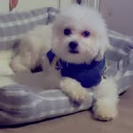 Mr. Julius Conner - @julius_the__shichon - Instagram