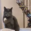 JuliusTheGrayEagleHunter - @juliusthegrayeaglehunter - TikTok