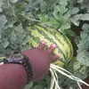 JULIUS THE FARMER - @blessedjuliusgath - TikTok