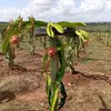 Julius the farmer - @julius.the.farmer - TikTok