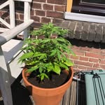 Love The Ganja - @julius_de_ganja_farmer_ - Instagram