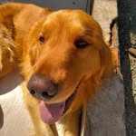 Julius - @julius_golden_retriver - Instagram