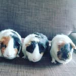 Lucy,Bella und Stella - @julius.heimlich - Instagram