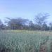 Julius Langat - Facebook