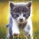 Julius Leblanc - Facebook