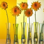 jlo - @julius_levy005 - Instagram