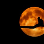 Julius Martinez - @cats_real_media - Instagram