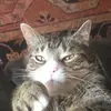 JuliusTurboCatMcMaster - @juliusmeier2 - TikTok