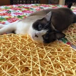 Julius Ogden-Torres - @julius_thekitty - Instagram