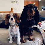 Julius & Otto - @lifeofjuju_ - Instagram