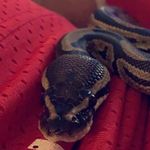 Frankie julius Shields - @_frankie.the.snake__ - Instagram
