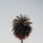 Julius Shields II - @ch.ipagac - Instagram