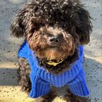 Managed by my brother Rex and my human mom Sarah - @julius_sparrow_hagaman - Instagram