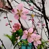 jun ham - @jun.ham4 - TikTok